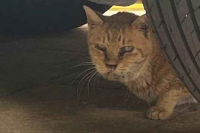 Rescue cat is barely recognisable one year after being saved from life on streets