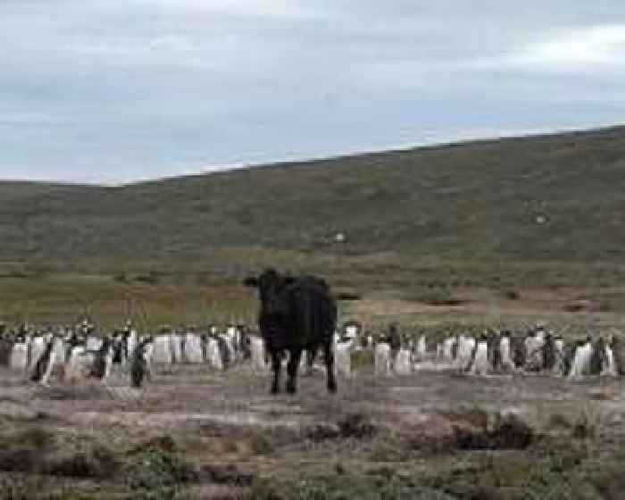 Argentine farmer sentenced for killing penguin chicks