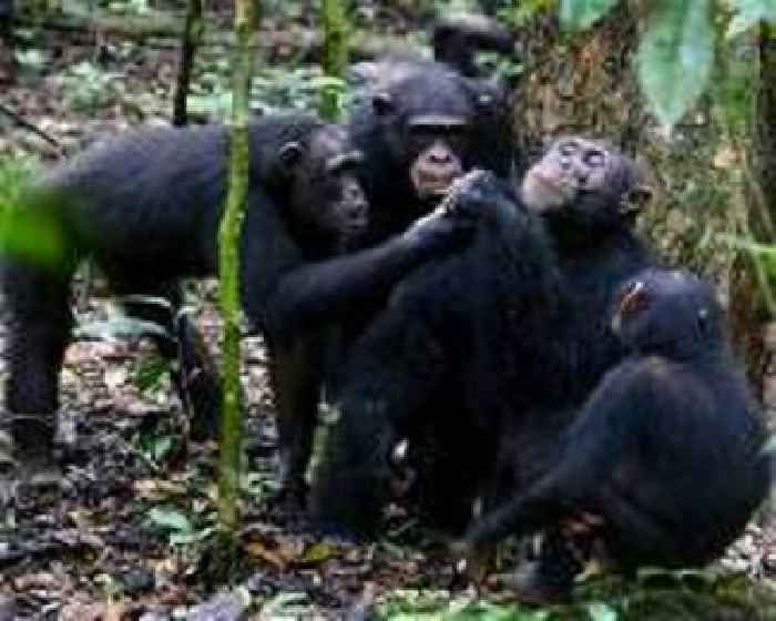 Friendly social behaviors influence chimpanzee interactions