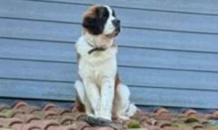 'Frightened' St Bernard rescued from roof