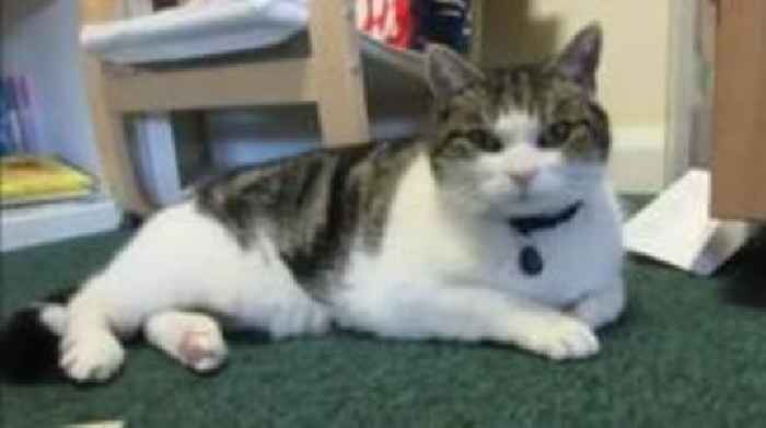 Award-winning school cat dies