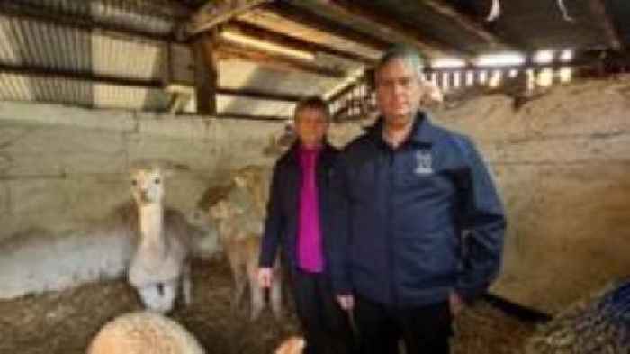 Farmers 'devastated' after dogs attack alpacas