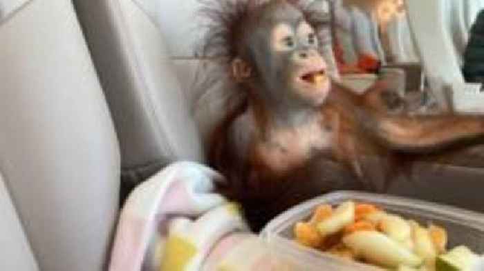 Baby orangutan's first class ticket to new home