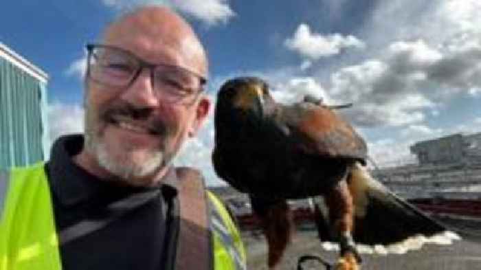 The birds of prey providing hospital pest control