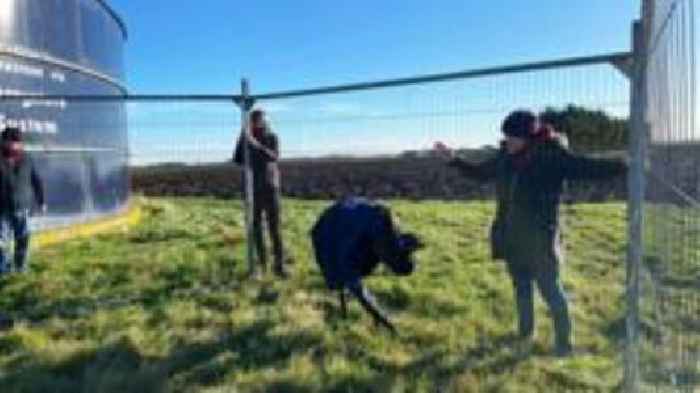 Escaped emu recaptured after four weeks on the run