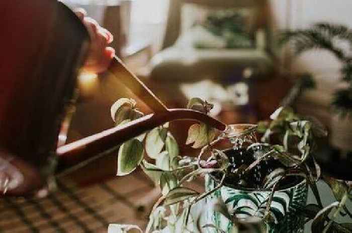 Houseplants will remain 'healthy' in winter by following two important steps