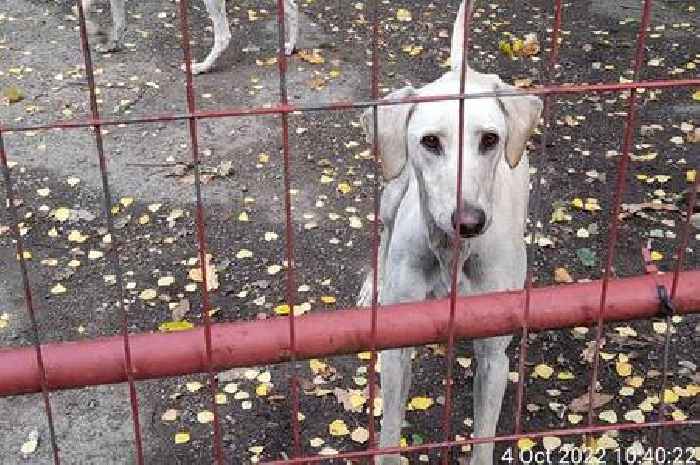 Kent man is found with dogs and birds despite life-long ban