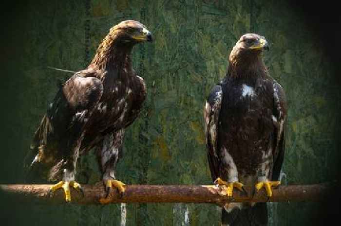 Scottish golden eagles set to be exported to England and Wales due to boom in numbers