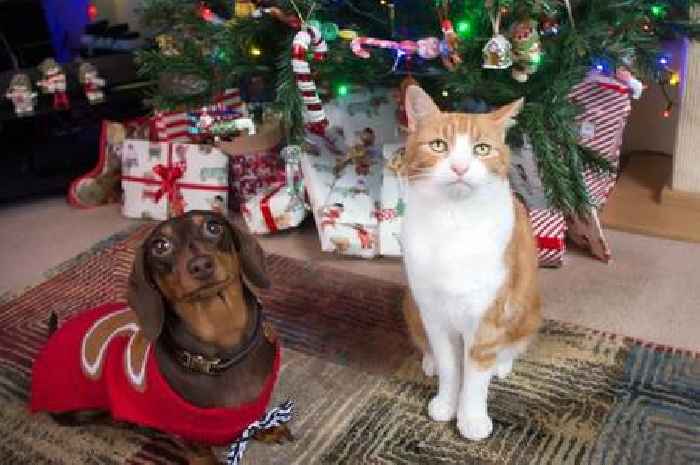 Vet issues warning over 'hidden danger' for pets in homes this Christmas