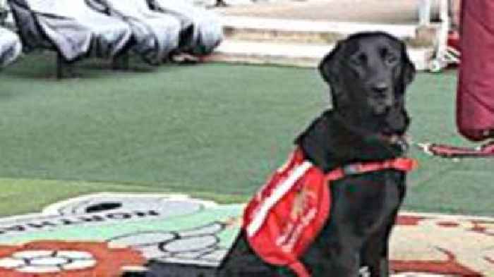 Medical alert dog transforms matchday for football fan