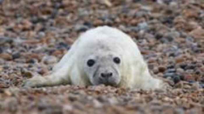 First seal pups of season born at nature reserve