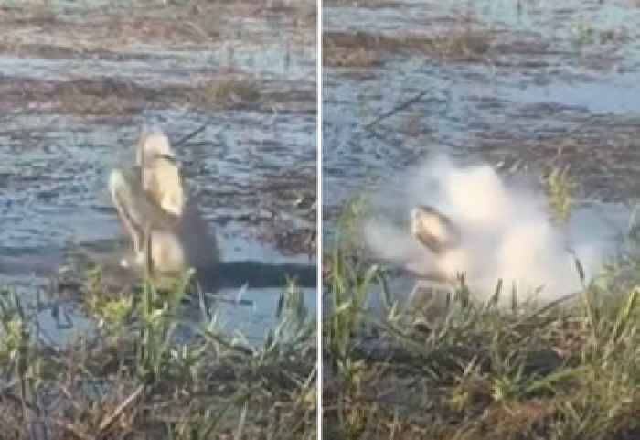 Alligator Catches Drone In Its Mouth. Then the Drone Explodes