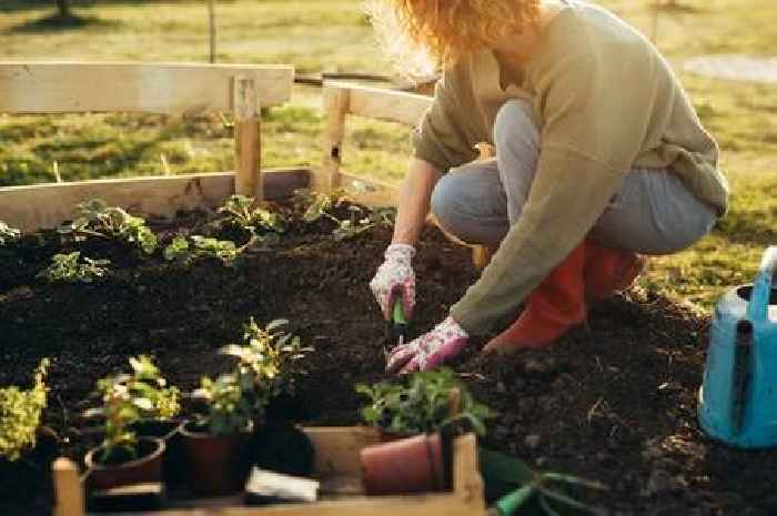 Gardeners who don't do one thing this month will face 'dead plants within weeks'