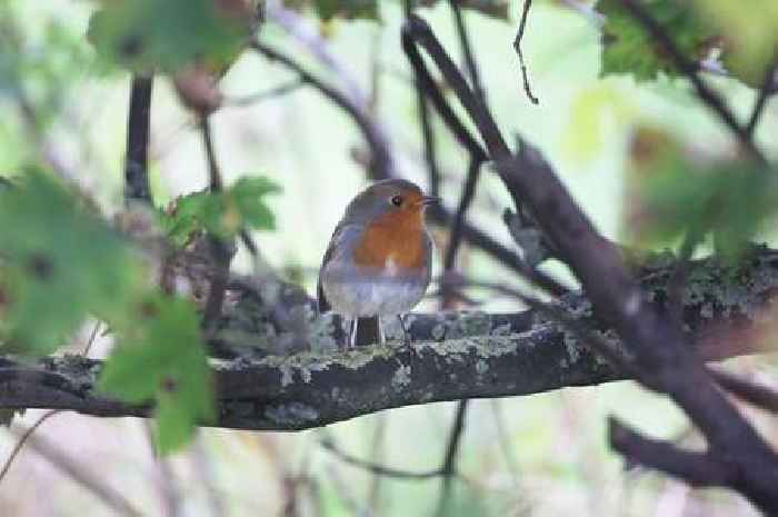 Warning issued to anyone with robins in their gardens as Storm Bert hits UK