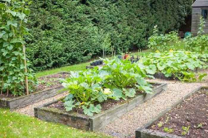 Gardeners told how 'old trousers' could protect vegetables against winter frosts