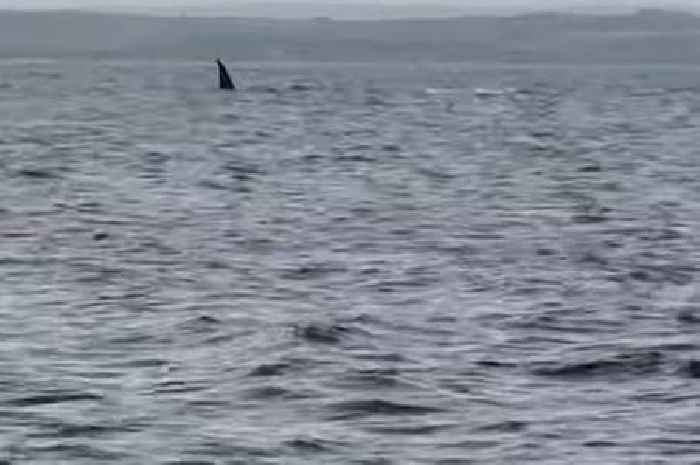 Mystery surrounds 'enormous' fin spotted in South West waters