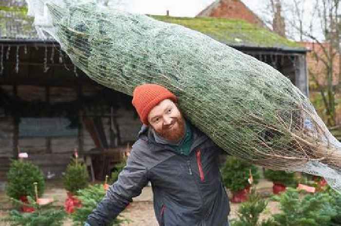 Tesco cuts the price of top of the range Christmas tree to £15