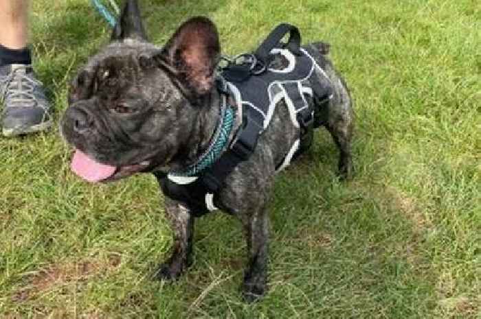 'Scared and timid' collie cross among dogs needing homes in Cornwall