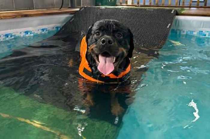 I took my Rottweiler to Hykeham dog pool and it was better than expected