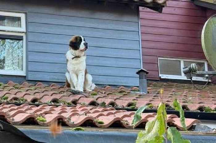 St Bernard dog rescued from icy roof in Pitsea by firefighters