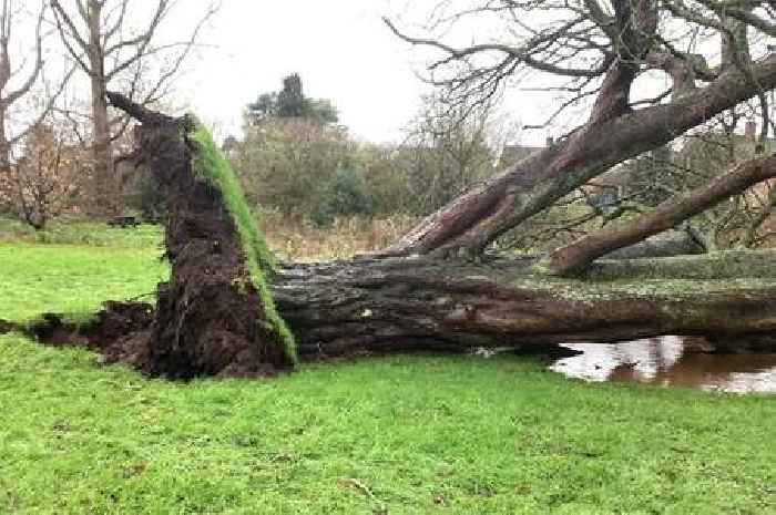 'End of an era' as North Staffordshire village's historic tree 'ripped up'