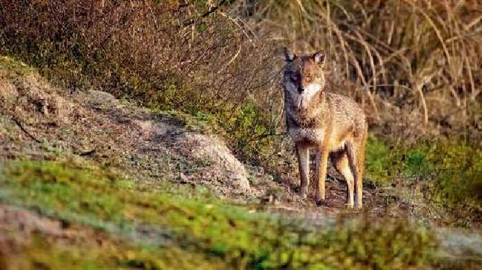 Golden Jackal attacks nine-year-old boy in Trombay