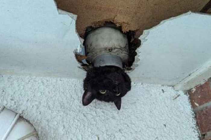 Cat wedged inside drainpipe found with head poking out of tube