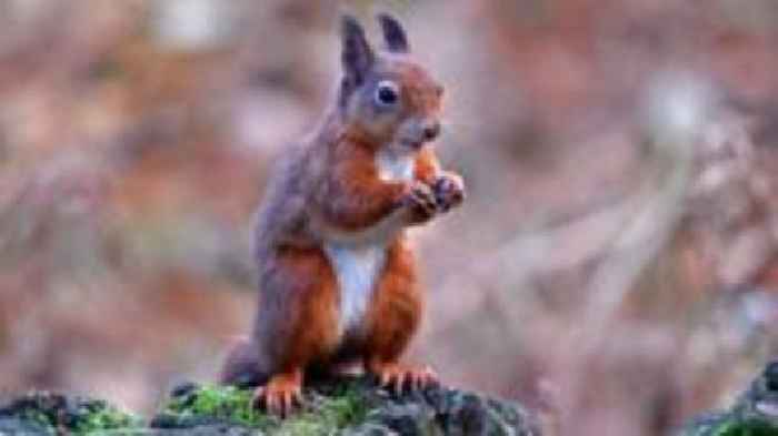 Conservationists turn to AI in battle to save red squirrels