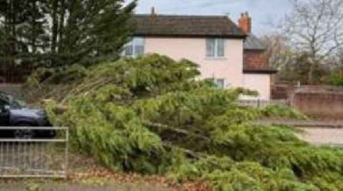 Road closes after large tree falls on car