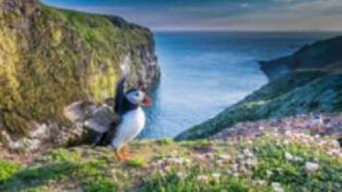 Guernsey wild bird photography contest opens