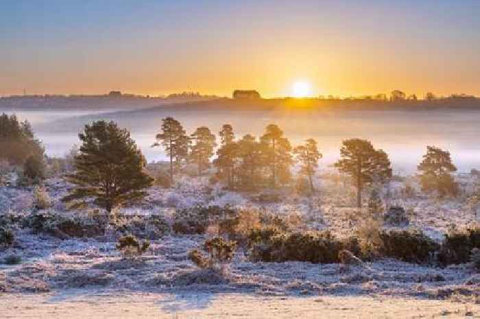 The stunning forest near Kent that's a 'treasure of the English countryside'