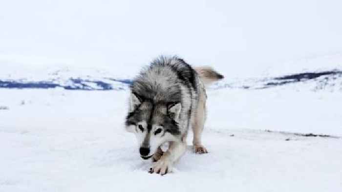 Canada apologizes to Inuit communities for mass killing of sled dogs decades ago