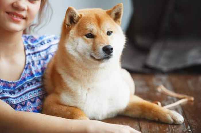 Shiba Inu price prediction: here’s why SHIB is about to fly