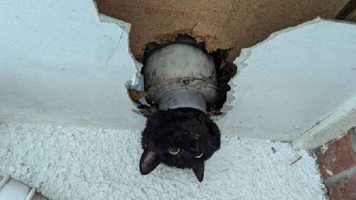 Cat wriggles through drainpipe - but with only some success