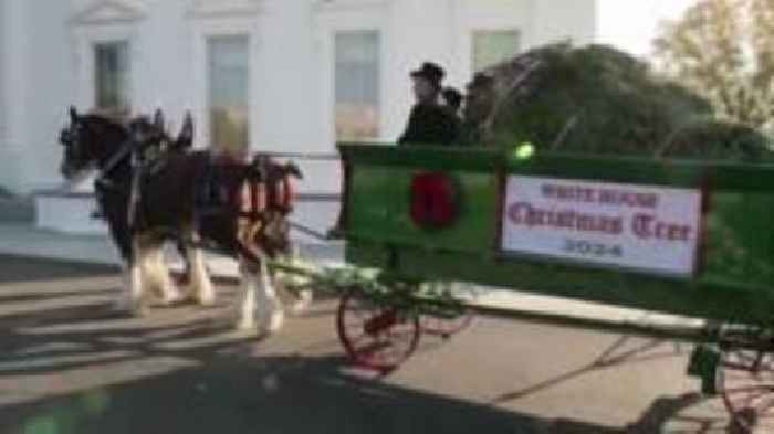 First Lady receives White House Christmas tree