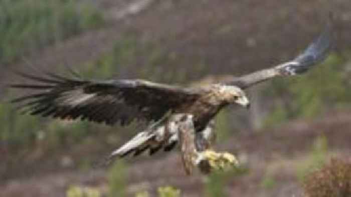 Golden eagle dies 'after flying into wind turbine'