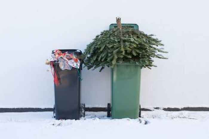 Recycle your Christmas tree and help Hull’s Dove House