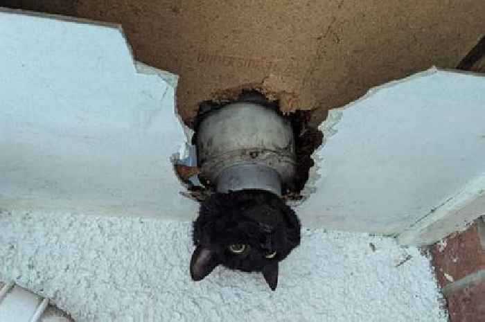 West Country cat 'John' rescued from drainpipe by firefighters, becomes internet sensation