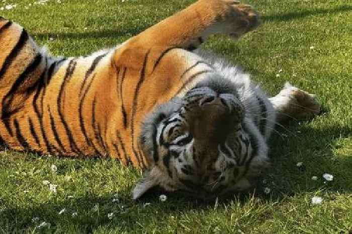 Tributes paid to wildlife park's 'special' Bengal tiger Dehra