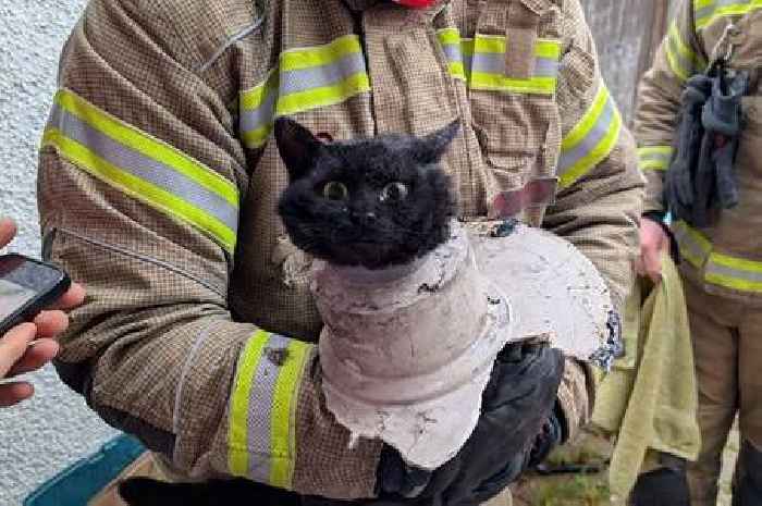 Clevedon cat stuck in a drainpipe saved in dramatic firefighter rescue