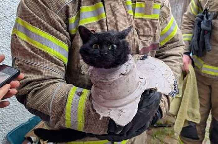 Cat rescued by firefighters after getting stuck in a drainpipe