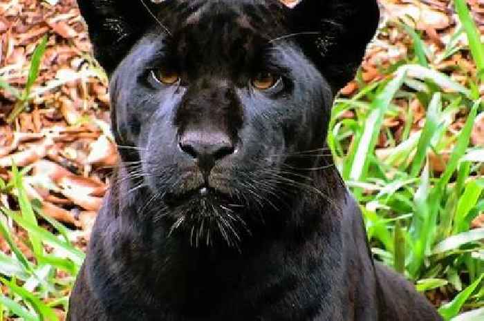 Big cat fears in UK village after roe deer found savaged on estate