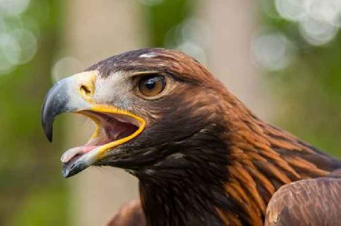 Rare golden eagle killed after flying into wind turbine in Galloway