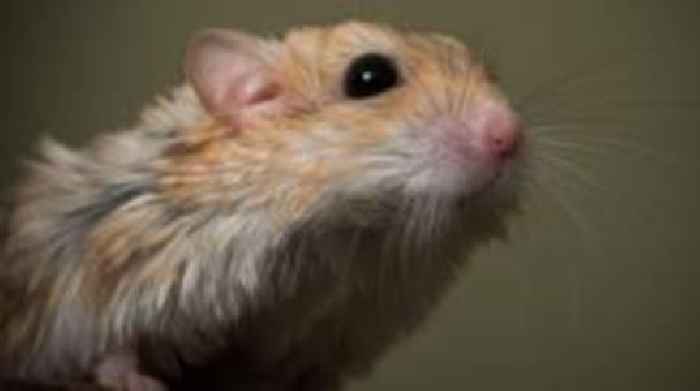 Gerbil given oxygen after being rescued from fire