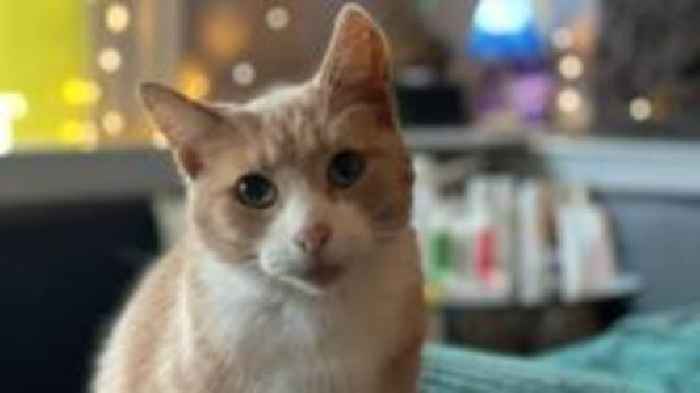 Popular cat granted 'feline freedom of the town'