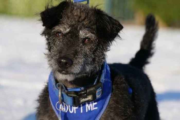 Meet the adorable pets searching for loving homes across Nottinghamshire