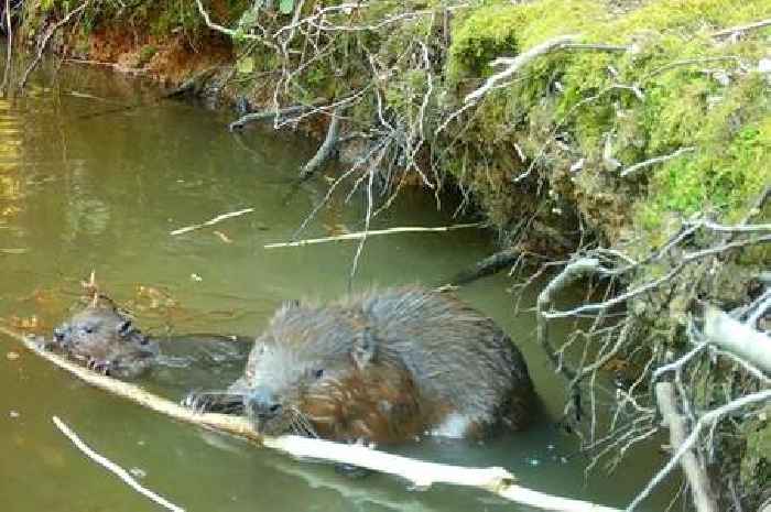 Meet the baby beavers born in Hampshire for the first time in 400 years