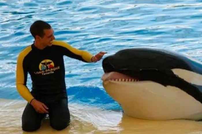 Orca Keto who killed trainer dies after being forced into incest