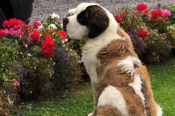 Search launched for St Bernard dog 'stolen from home'