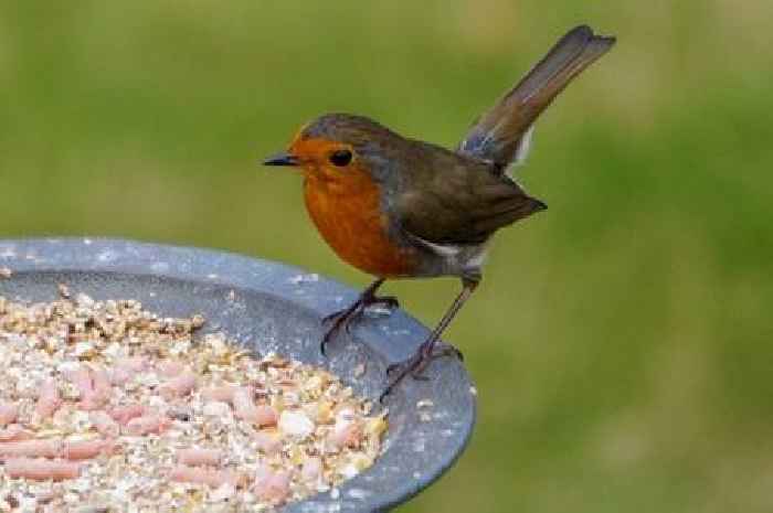 Three things you can do to help robins survive this winter